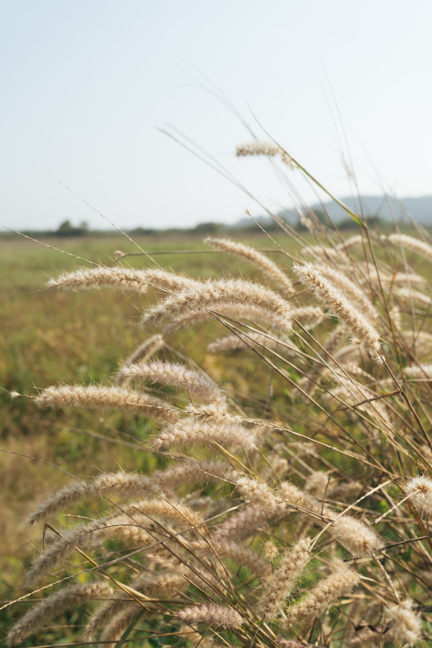 Sunlit grasses in the landscape around Salvador do Mundo